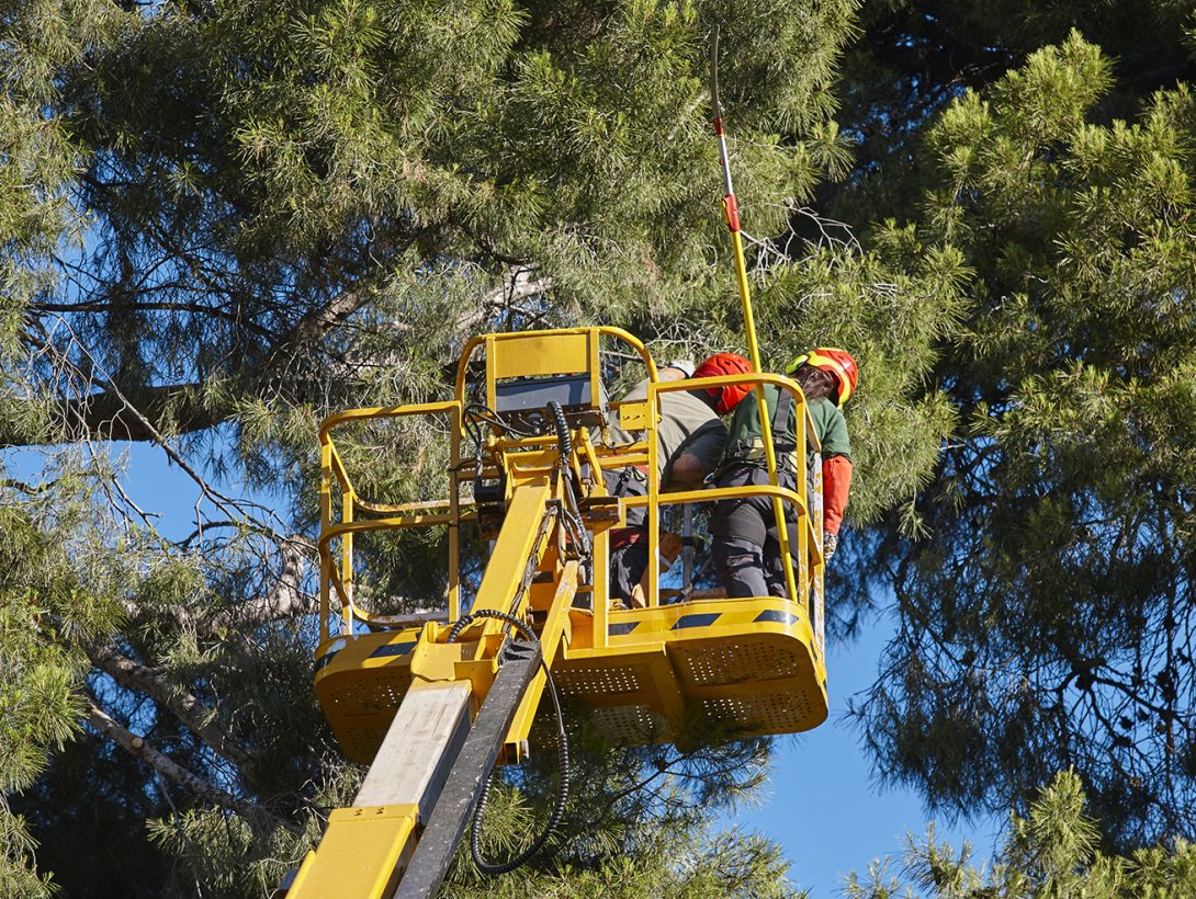Tree work, pruning operations. Crane and pine wood