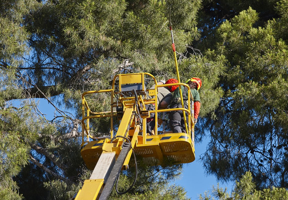 Tree work, pruning operations. Crane and pine wood
